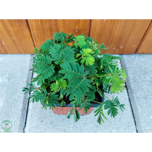 Citlivka (Mimosa pudica) - výška 10 cm, ⌀ 20 cm, kont. P9